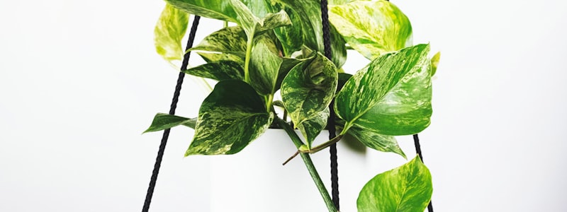 西甲联赛足球比赛现场观众欢呼